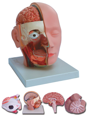 HEAD DISSECTION - 4 parts - 1X - life size