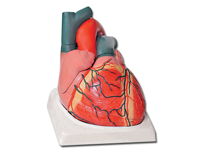 HEART - 4 parts