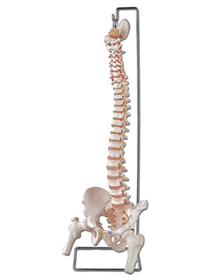 MOD. COLONNA VERTEBRALE - con femore + osso sacro